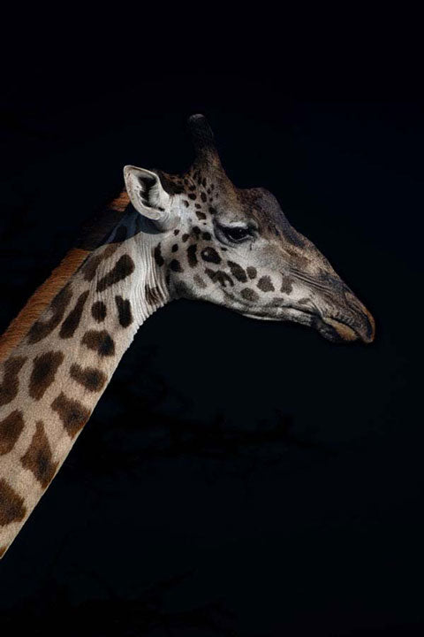 "Giraffe Profile" by Viet Chu Photography