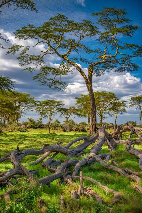 "The Yellow Acacia" by Viet Chu Photography