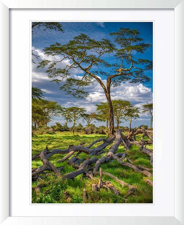 "The Yellow Acacia" by Viet Chu Photography