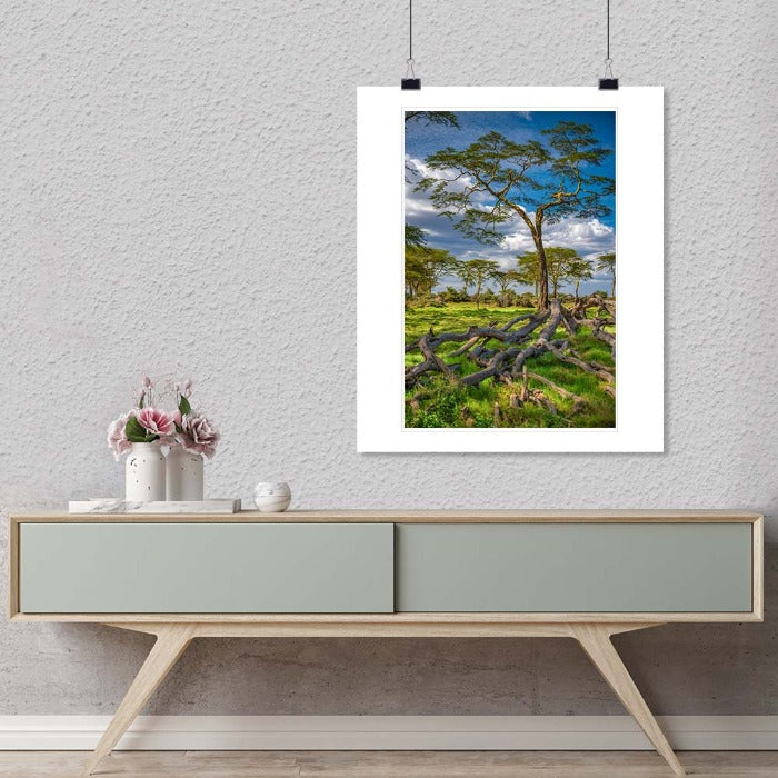 "The Yellow Acacia" by Viet Chu Photography-Artography Limited