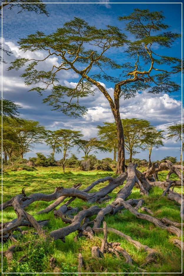 "The Yellow Acacia" by Viet Chu Photography-Artography Limited
