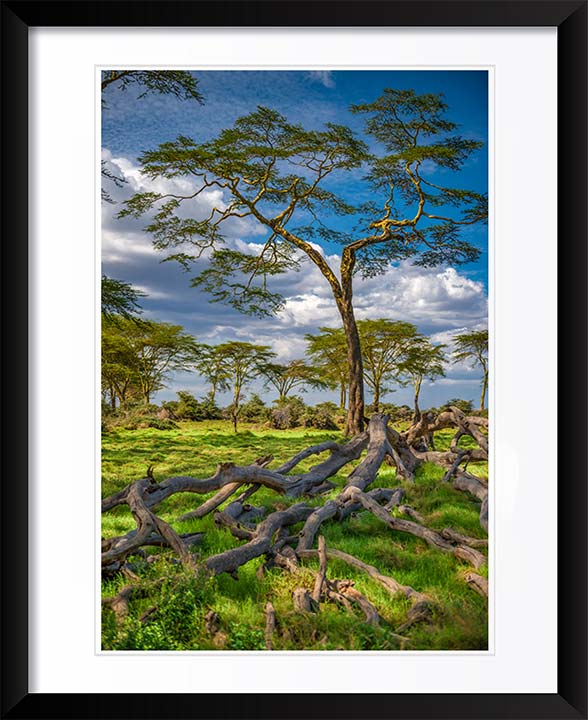 "The Yellow Acacia" by Viet Chu Photography