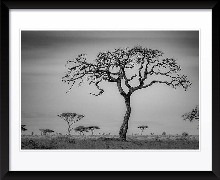 "The Namiri Tree" by Viet Chu Photography