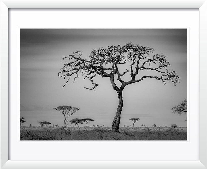 "The Namiri Tree" by Viet Chu Photography