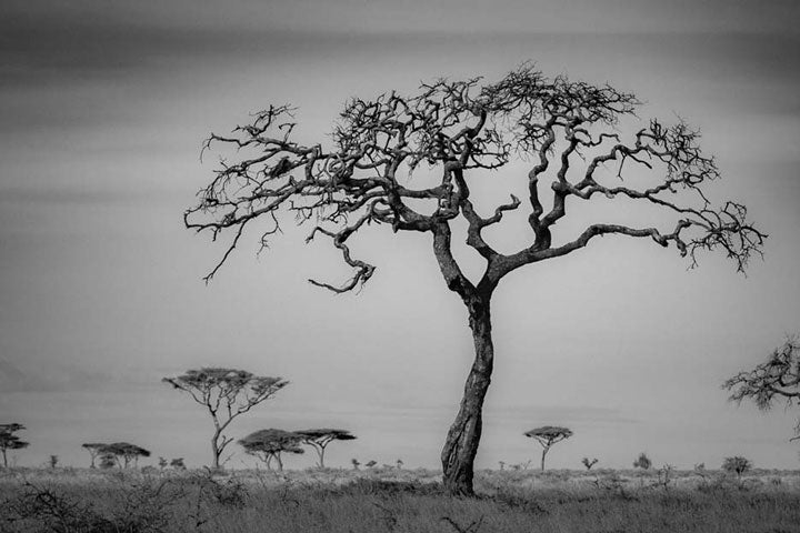 "The Namiri Tree" by Viet Chu Photography