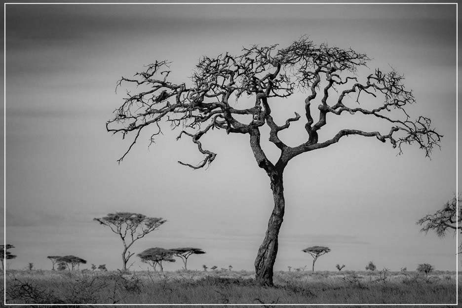 "The Namiri Tree" by Viet Chu Photography-Artography Limited