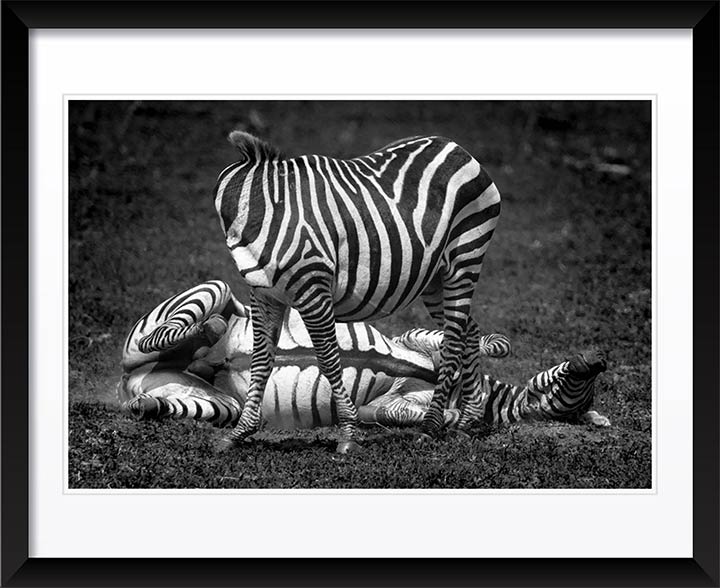 "Nutty Zebra" by Viet Chu Photography