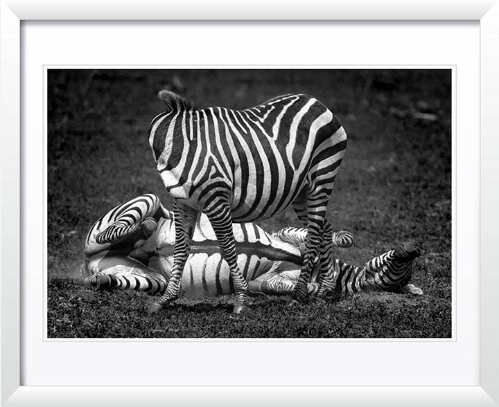 "Nutty Zebra" by Viet Chu Photography