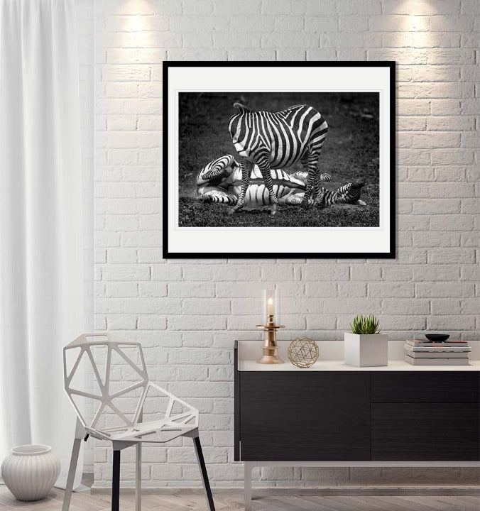 "Nutty Zebra" by Viet Chu Photography-Artography Limited