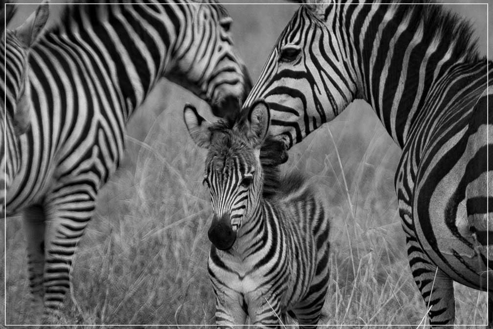 "Zebra family" by Viet Chu Photography-Artography Limited