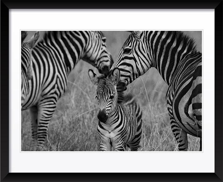 "Zebra family" by Viet Chu Photography