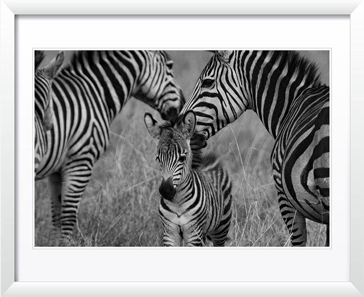 "Zebra family" by Viet Chu Photography