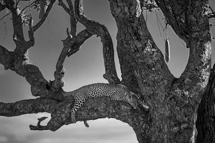 "Lounging Leopard" by Viet Chu Photography