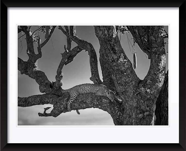 "Lounging Leopard" by Viet Chu Photography