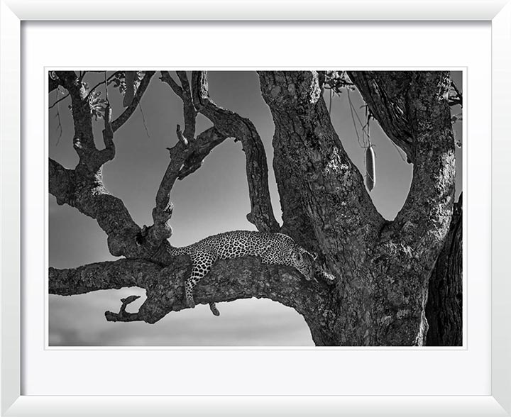 "Lounging Leopard" by Viet Chu Photography