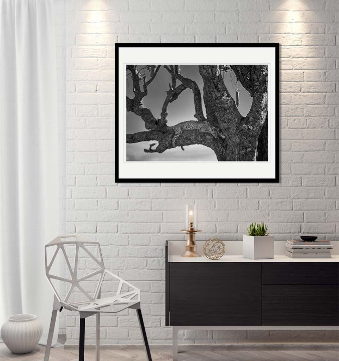 "Lounging Leopard" by Viet Chu Photography-Artography Limited