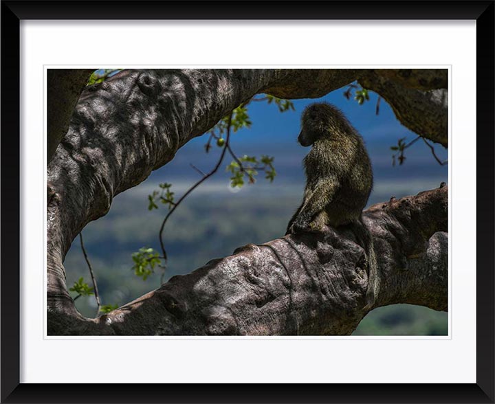 "Baboon Watch" by Viet Chu Photography