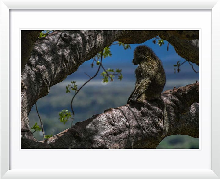 "Baboon Watch" by Viet Chu Photography