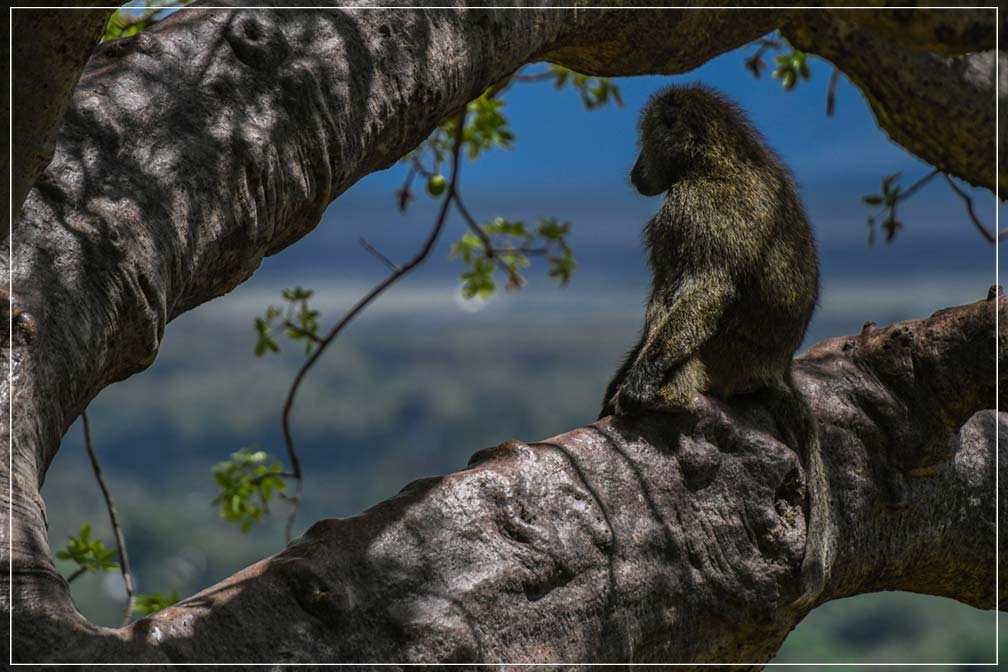"Baboon Watch" by Viet Chu Photography-Artography Limited