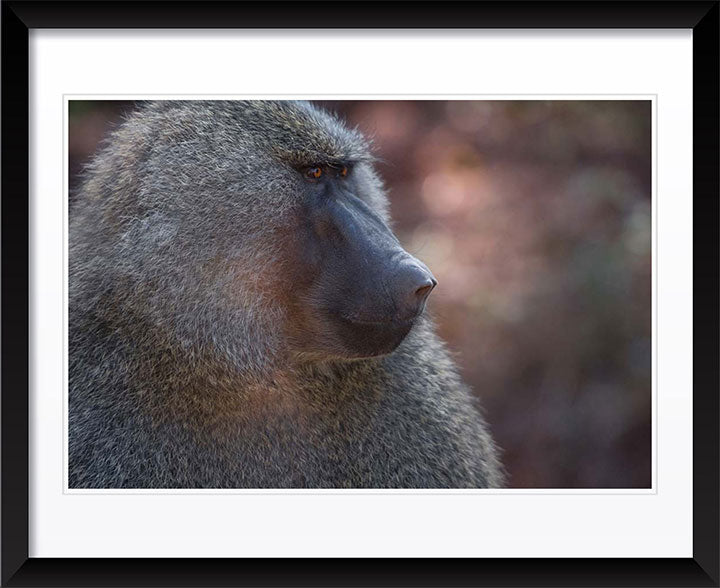 "Profile of a Baboon" by Viet Chu Photography
