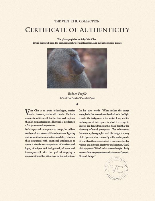 "Profile of a Baboon" by Viet Chu Photography-Artography Limited