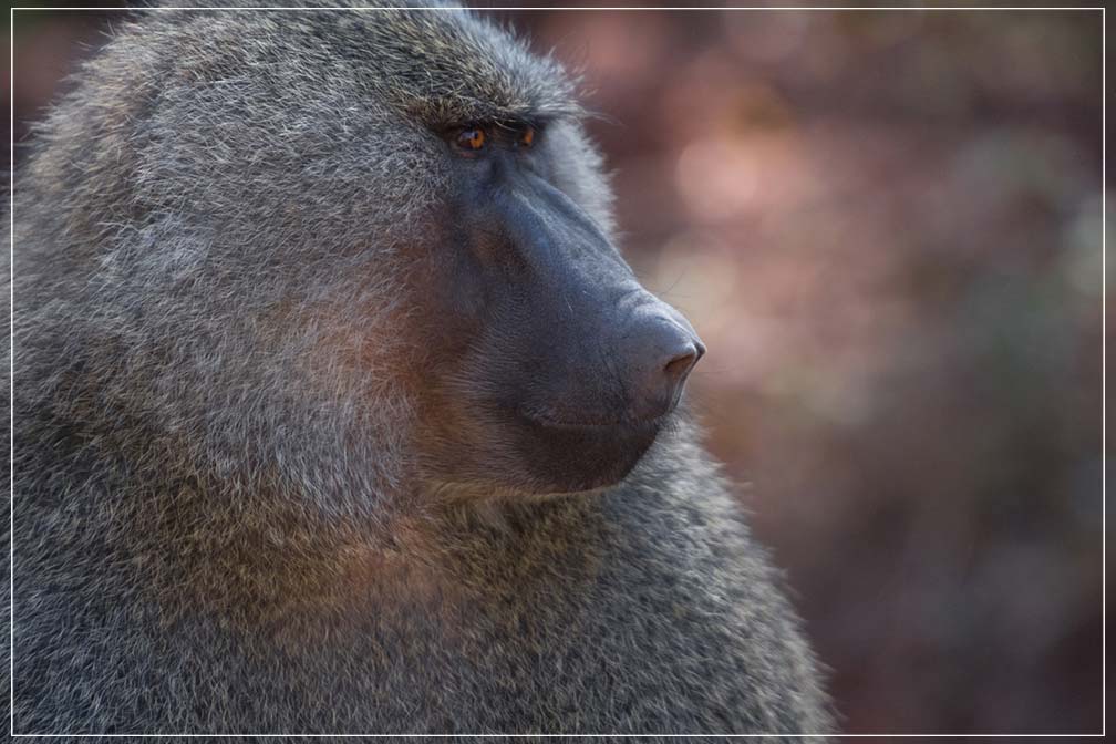 "Profile of a Baboon" by Viet Chu Photography-Artography Limited