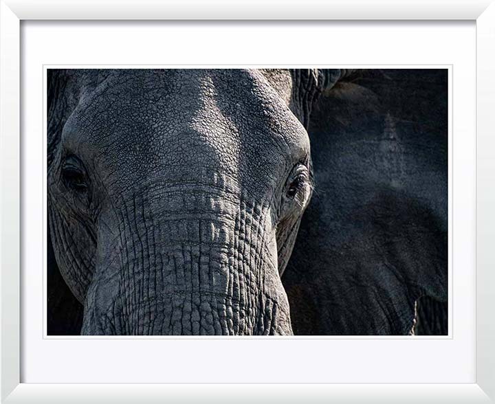 "Elephant Close-up" by Viet Chu Photography