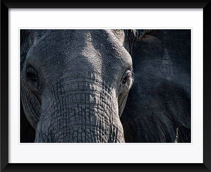 "Elephant Close-up" by Viet Chu Photography