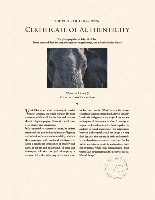 "Elephant Close-up" by Viet Chu Photography-Artography Limited