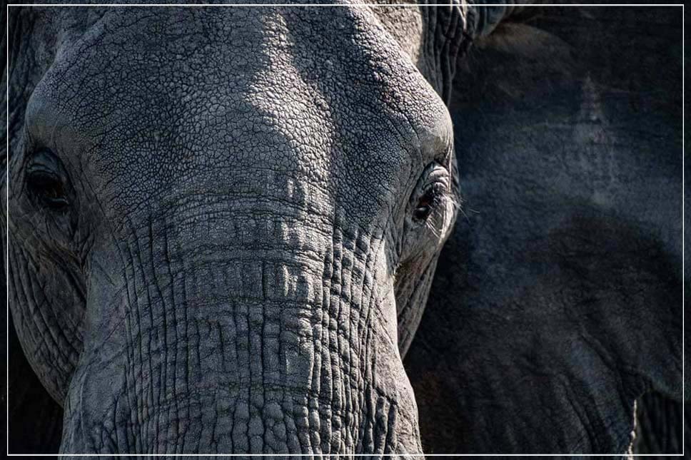 "Elephant Close-up" by Viet Chu Photography-Artography Limited