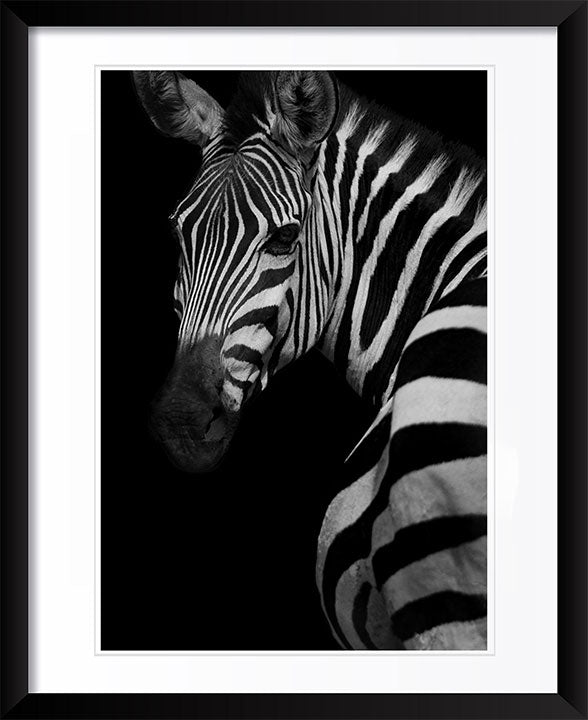 "Profile of a Zebra" by Viet Chu Photography