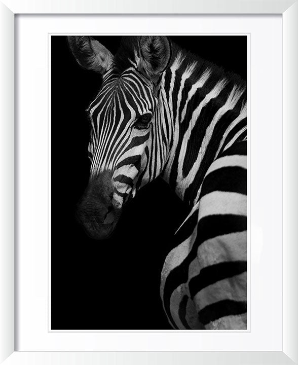 "Profile of a Zebra" by Viet Chu Photography