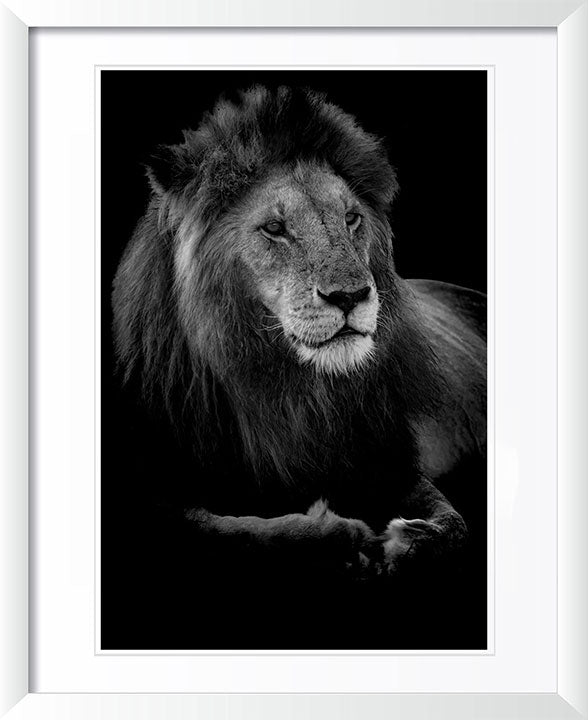 "Profile of a King" by Viet Chu Photography