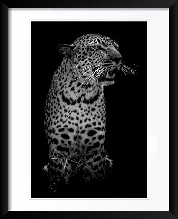 "The Leopard" by Viet Chu Photography