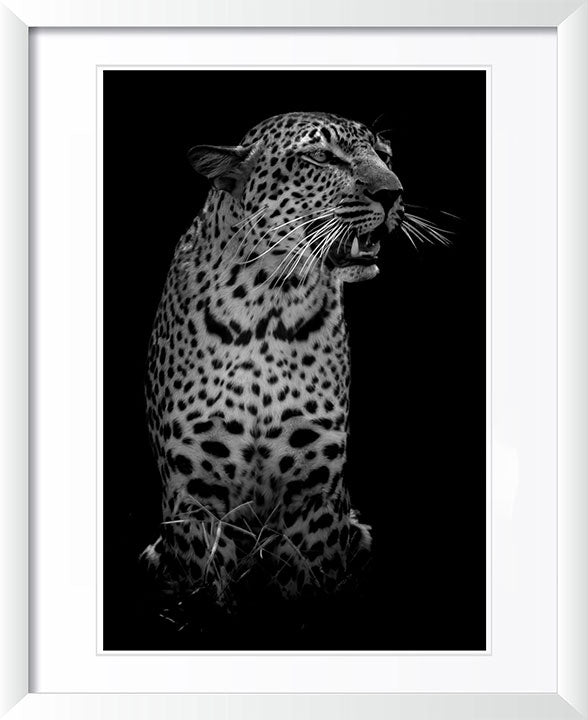 "The Leopard" by Viet Chu Photography