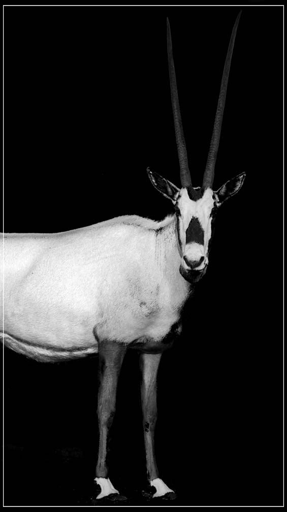 "Arabian Oryx" by Viet Chu Photography-Artography Limited