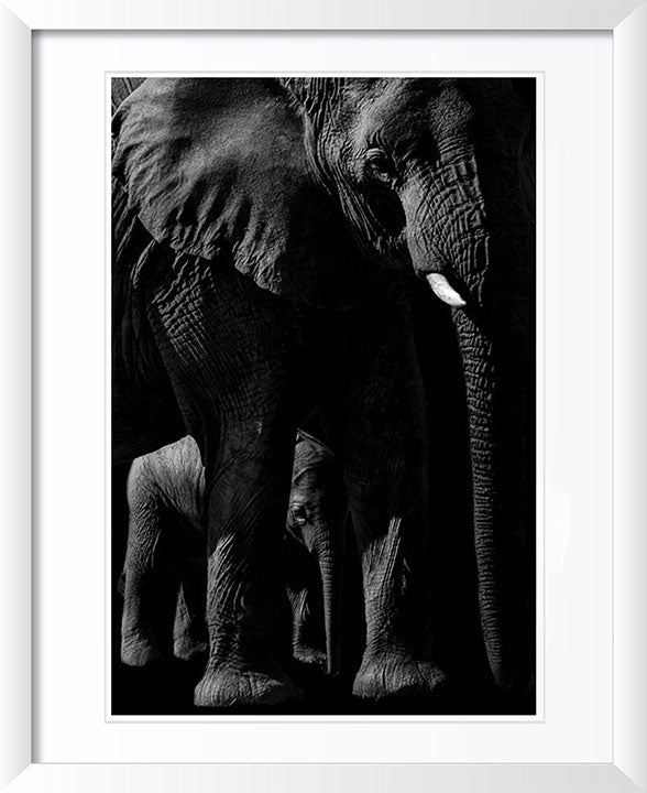 "Elephant and Baby" by Viet Chu Photography