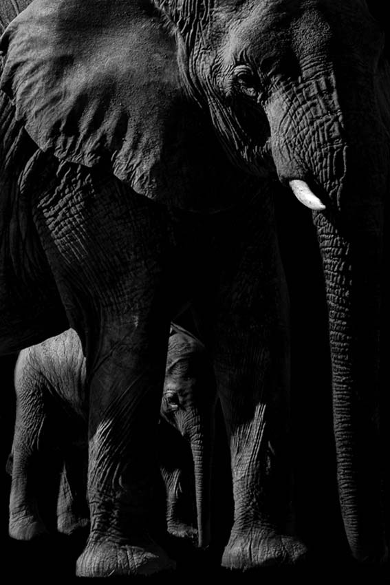 "Elephant and Baby" by Viet Chu Photography