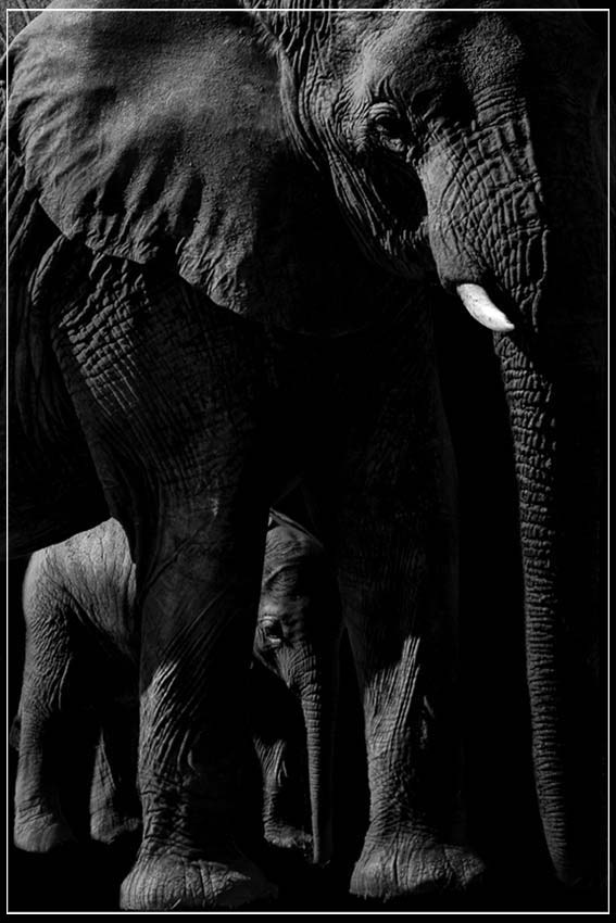 "Elephant and Baby" by Viet Chu Photography-Artography Limited