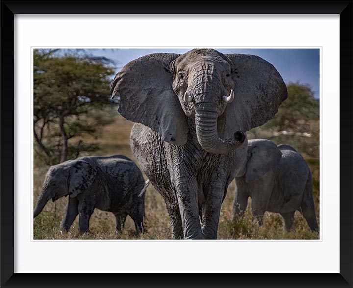 "Elephant Stands" by Viet Chu Photography