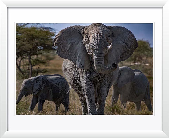 "Elephant Stands" by Viet Chu Photography