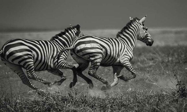 "Galloping Zebras" by Viet Chu Photography