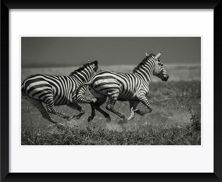 "Galloping Zebras" by Viet Chu Photography