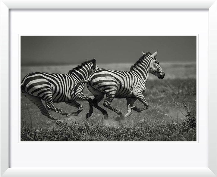 "Galloping Zebras" by Viet Chu Photography