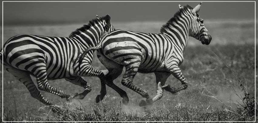 "Galloping Zebras" by Viet Chu Photography-Artography Limited