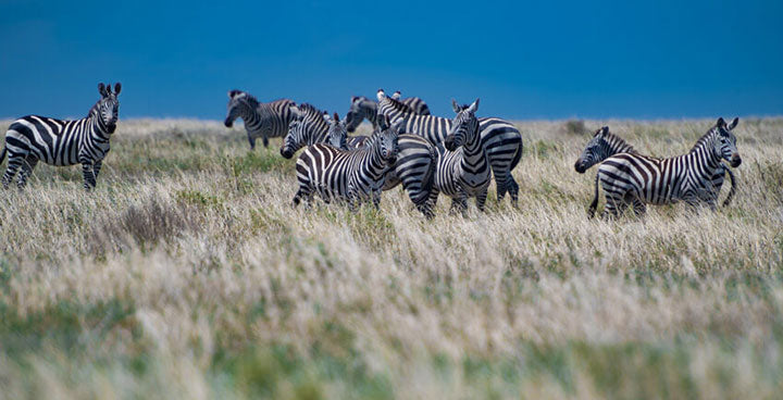 "Zebra in the Field" by Viet Chu Photography