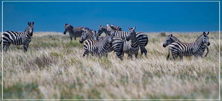 "Zebra in the Field" by Viet Chu Photography-Artography Limited