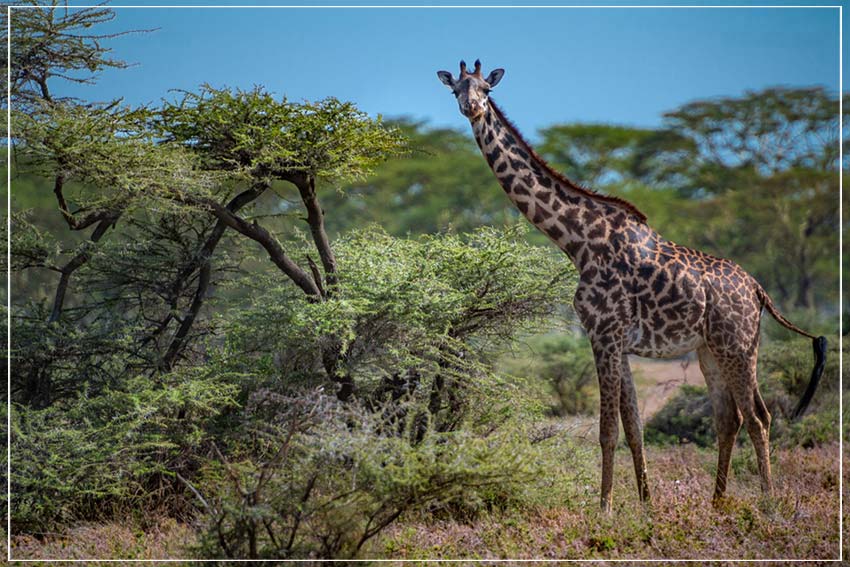 "Giraffe Charm" by Viet Chu Photography-Artography Limited