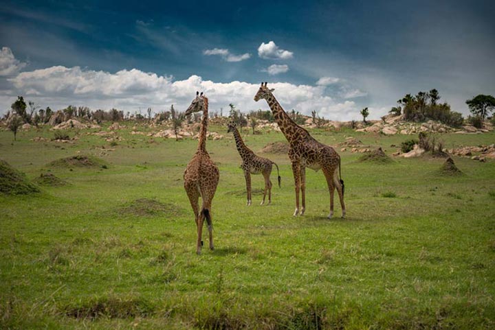 "Giraffe Watch" by Viet Chu Photography