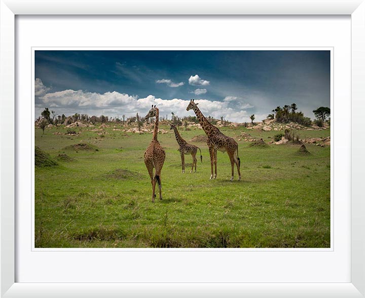 "Giraffe Watch" by Viet Chu Photography